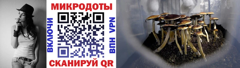 Галлюциногенные грибы Psilocybe хочу Гусев